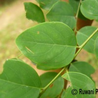 Breynia vitis-idaea (Burm.f.) C.E.C.Fisch.